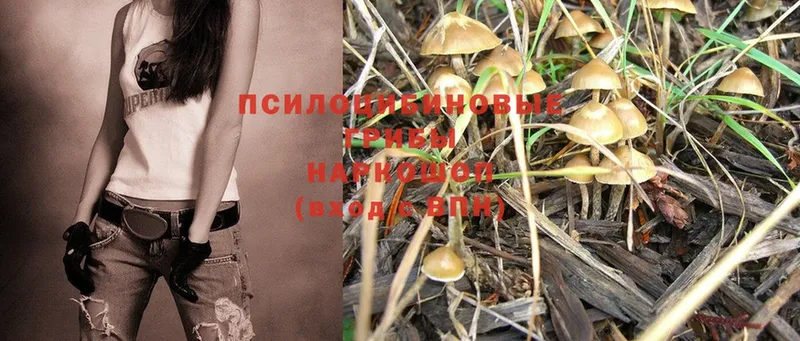 Галлюциногенные грибы MAGIC MUSHROOMS  купить закладку  Всеволожск 